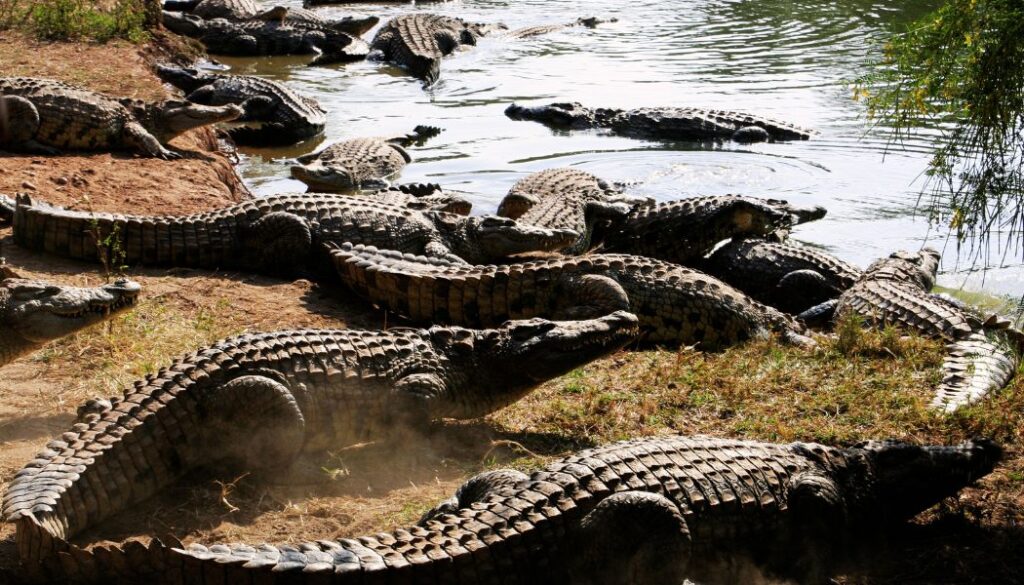 halloween in st augustine